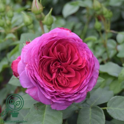 Trandafir Sophie Luise®Trandafir Sophie Luise®