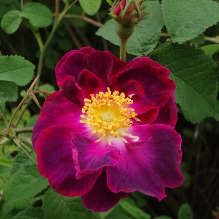 Trandafir Violacea (Rosa gallica)