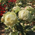 Trandafir Wedding Piano®