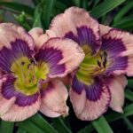 Hemerocallis Yesterday Today and Tomorrow