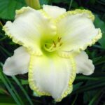 Hemerocallis Admirals Braid