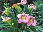 Hemerocallis Always Afternoon - imagine 3