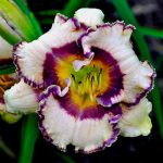 Hemerocallis Bluegrass Music