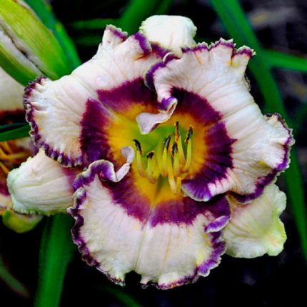 Hemerocallis Bluegrass Music