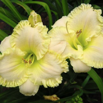 Hemerocallis Dream Runner