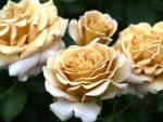 Trandafir Honey Dijon®. -livrarea din martie 2026 - imagine 4