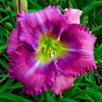 Hemerocallis Lavender Blue Baby-parfumat - imagine 3