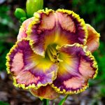 Hemerocallis Xylophone Jazz