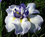 Iris Ensata Cascade Crest - imagine 4