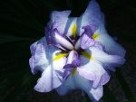 Iris Ensata Cascade Crest - imagine 3