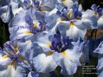 Iris Ensata Cascade Crest