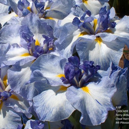 Iris Ensata Cascade Crest