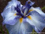 Iris Ensata Cascade Crest - imagine 2