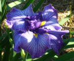 Iris Ensata Don and Donna - imagine 3