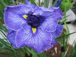 Iris Ensata Don and Donna