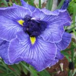 Iris Ensata Don and Donna
