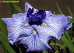 Iris Ensata Don and Donna - imagine 2