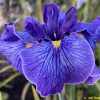 Iris Ensata Don and Donna