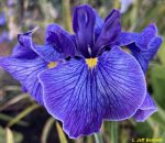 Iris Ensata Don and Donna