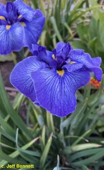 Iris Ensata Don and Donna - imagine 5