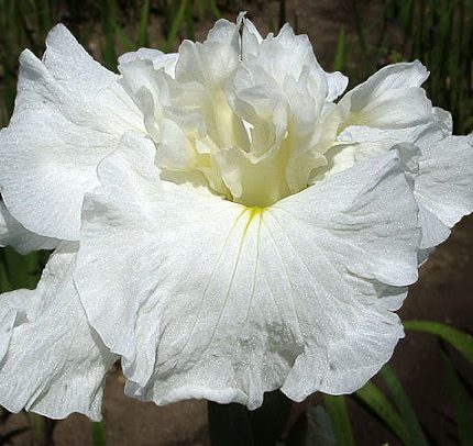 Iris Ensata Frosted Pyramid