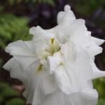 Iris Ensata Frosted Pyramid