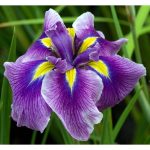 Iris Ensata Katy Mendez