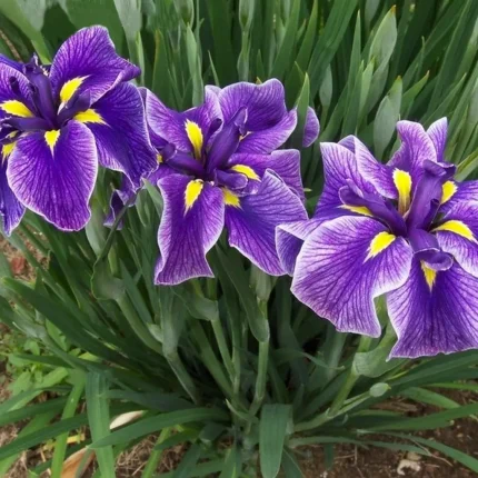 Iris Ensata Katy Mendez