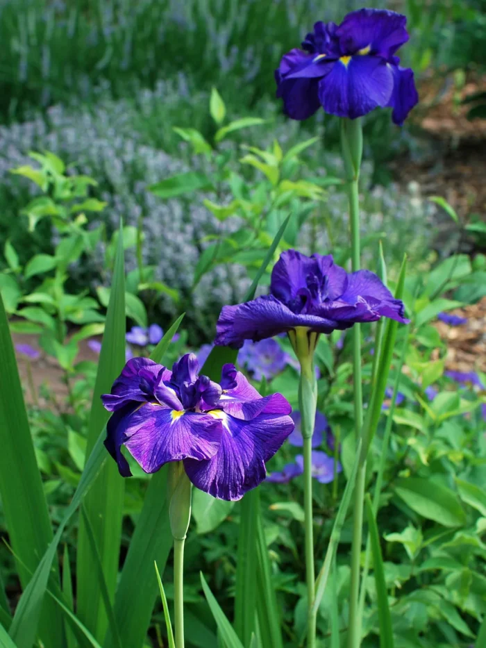 Iris Ensata Katy Mendez - imagine 5