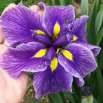 Iris Ensata Katy Mendez - imagine 3