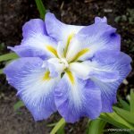 Iris Ensata Ocean Mist