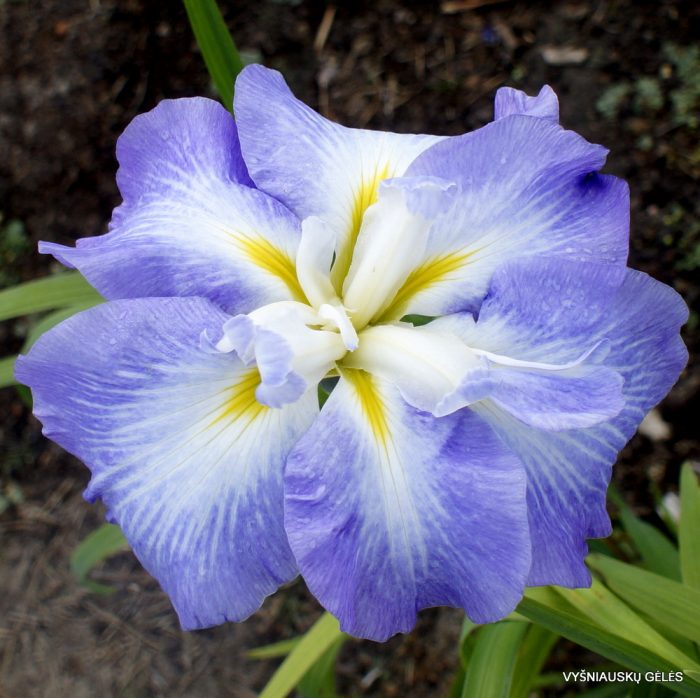 Iris Ensata Ocean Mist