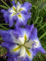 Iris Ensata Ocean Mist - imagine 3