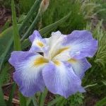 Iris Ensata Ocean Mist - imagine 4