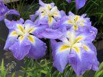 Iris Ensata Ocean Mist