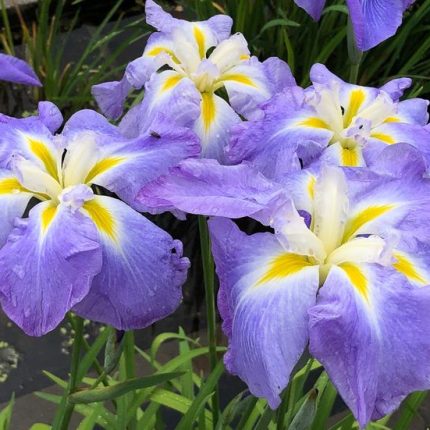 Iris Ensata Ocean Mist