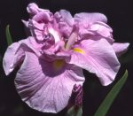 Iris Ensata Rafferty
