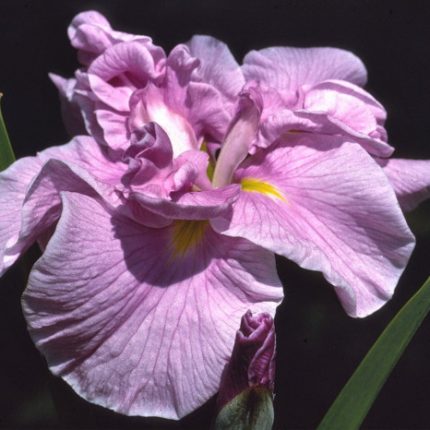 Iris Ensata Rafferty