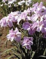 Iris Ensata Rafferty - imagine 4