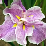 Iris Ensata Rafferty