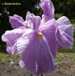 Iris Ensata Rafferty - imagine 3