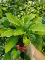 Hosta Hasta Manana - imagine 4