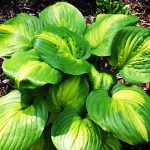 Hosta Avocado - imagine 2