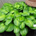 Hosta Avocado