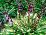 Hosta Cherry Berry - imagine 2