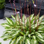 Hosta Cherry Berry - imagine 3