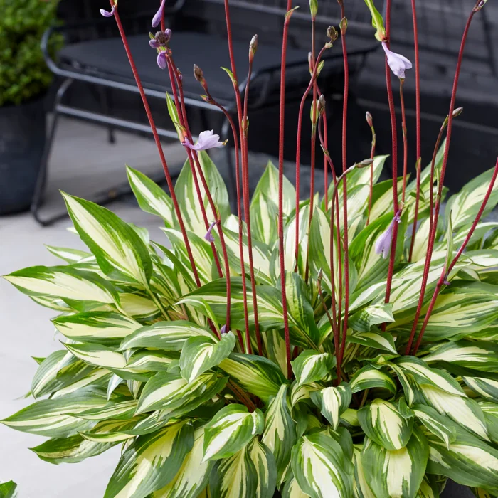 Hosta Cherry Berry - imagine 3