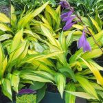 hosta lipstick kiss