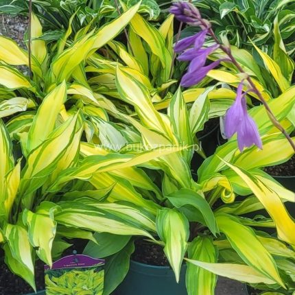 hosta lipstick kiss