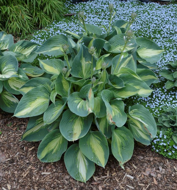 Hosta Hudson Bay
